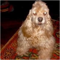 Владимир Головко